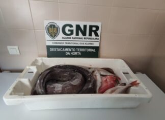 Apreendidos mais de 50 quilos de pescado no Faial e nas Flores