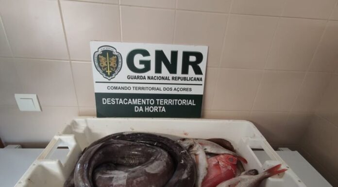 Apreendidos mais de 50 quilos de pescado no Faial e nas Flores