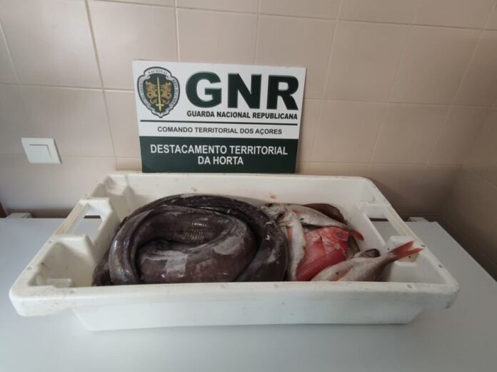 GNR Açores - Apreensão3