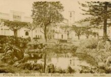 Desabafo Paisagístico: As podas das nossas árvores