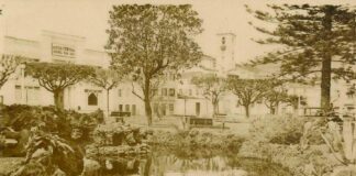 Desabafo Paisagístico: As podas das nossas árvores