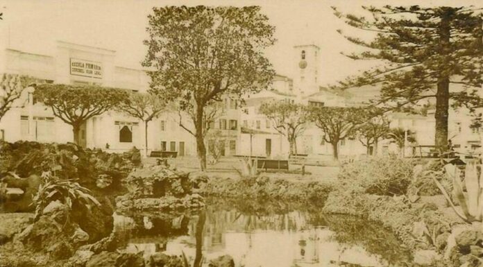 Desabafo Paisagístico: As podas das nossas árvores