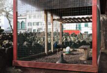 Gaiola de pavões será removida do Jardim Praça da República
