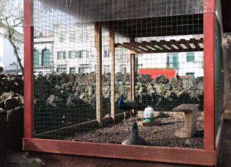 Gaiola de pavões será removida do Jardim Praça da República