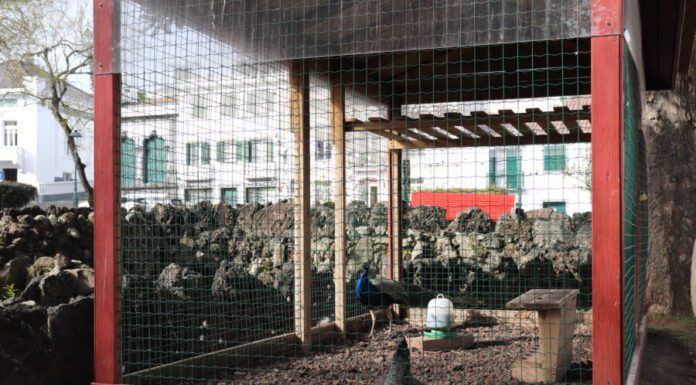 Gaiola de pavões será removida do Jardim Praça da República
