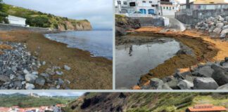 Algas: Uma invasão silenciosa que vem do mar