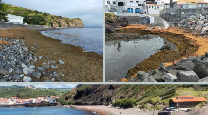 Algas: Uma invasão silenciosa que vem do mar