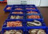 Apreendidos no Faial 150 quilos de pescado subdimensionado