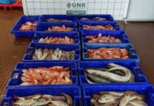 Apreendidos no Faial 150 quilos de pescado subdimensionado