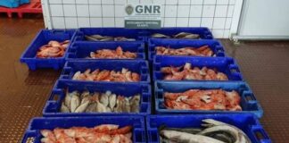 Apreendidos no Faial 150 quilos de pescado subdimensionado