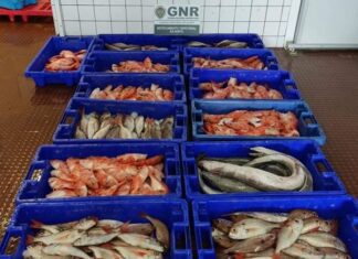 Apreendidos no Faial 150 quilos de pescado subdimensionado