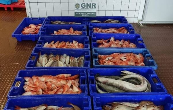 Apreendidos no Faial 150 quilos de pescado subdimensionado