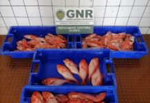 Ilha do Faial – Apreensão de 41 quilos de pescado subdimensionado e por fuga à lota