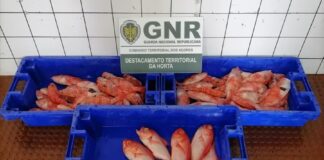 Ilha do Faial – Apreensão de 41 quilos de pescado subdimensionado e por fuga à lota