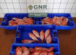 Ilha do Faial – Apreensão de 41 quilos de pescado subdimensionado e por fuga à lota