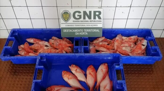 Ilha do Faial – Apreensão de 41 quilos de pescado subdimensionado e por fuga à lota