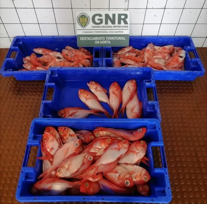 GNR Açores - Apreensão (2)