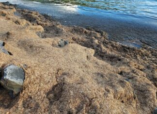 PS questiona Governo sobre falta de manutenção e limpeza do areal da Praia de Porto Pim