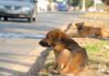 CHEGA: “Animais de companhia são membros da família e não devem ser tratados como descartáveis”