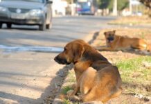 CHEGA: “Animais de companhia são membros da família e não devem ser tratados como descartáveis”