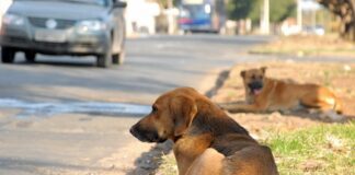 CHEGA: “Animais de companhia são membros da família e não devem ser tratados como descartáveis”