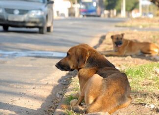 CHEGA: “Animais de companhia são membros da família e não devem ser tratados como descartáveis”