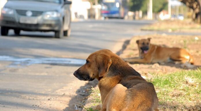 CHEGA: “Animais de companhia são membros da família e não devem ser tratados como descartáveis”