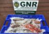 Apreendidos 11 quilos de pescado subdimensionado no Faial