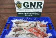 Apreendidos 11 quilos de pescado subdimensionado no Faial