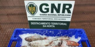 Apreendidos 11 quilos de pescado subdimensionado no Faial