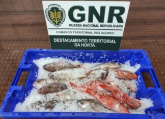 Apreendidos 11 quilos de pescado subdimensionado no Faial