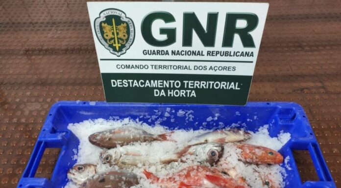 Apreendidos 11 quilos de pescado subdimensionado no Faial