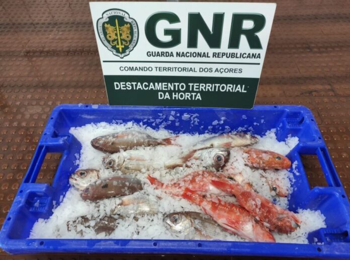 GNR Açores - Apreensão (3)