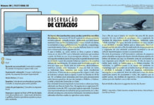 Projeto Faial 52: Observação de Cetáceos