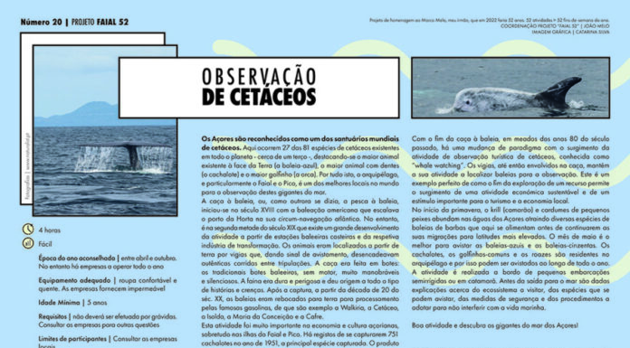 Projeto Faial 52: Observação de Cetáceos