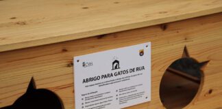 Município renova abrigos e pontos de alimentação para gatos