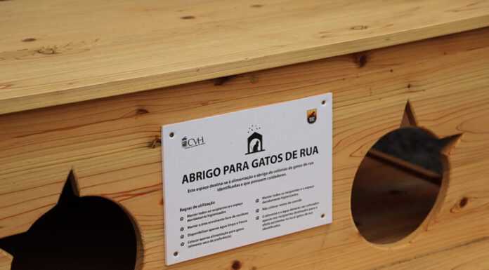 Município renova abrigos e pontos de alimentação para gatos