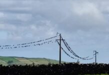 Colaboração entre EDA e SPEA pretende reduzir impacto das linhas elétricas nas aves