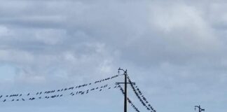 Colaboração entre EDA e SPEA pretende reduzir impacto das linhas elétricas nas aves