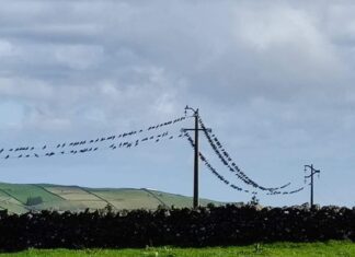 Colaboração entre EDA e SPEA pretende reduzir impacto das linhas elétricas nas aves