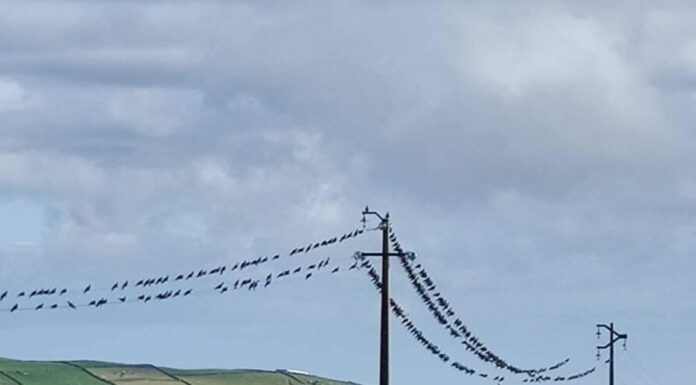 Colaboração entre EDA e SPEA pretende reduzir impacto das linhas elétricas nas aves