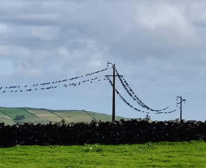 2019_11_12_Terceira_pombos_3