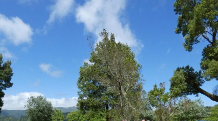 Governo Regional acolhe Cerimónia Nacional do Programa “Chave Verde” no Centro de Monitorização e Investigação das Furnas