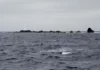 Polícia Marítima apreende 188kg de pescado na Reserva Natural dos Ilhéus das Formigas nos Açores
