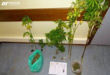 Detido suspeito por cultivo e tráfico de cannabis no Faial