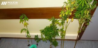Detido suspeito por cultivo e tráfico de cannabis no Faial