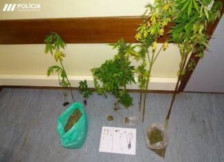 Detido suspeito por cultivo e tráfico de cannabis no Faial