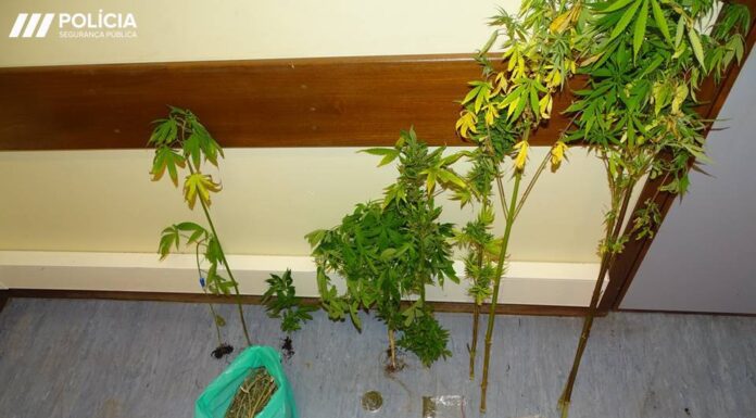Detido suspeito por cultivo e tráfico de cannabis no Faial