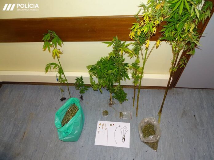 Apreensão de cannabis e metais preciosos - EIC - Horta