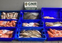Apreendidos 92 quilos de pescado e artes de pesca proibidas na Terceira